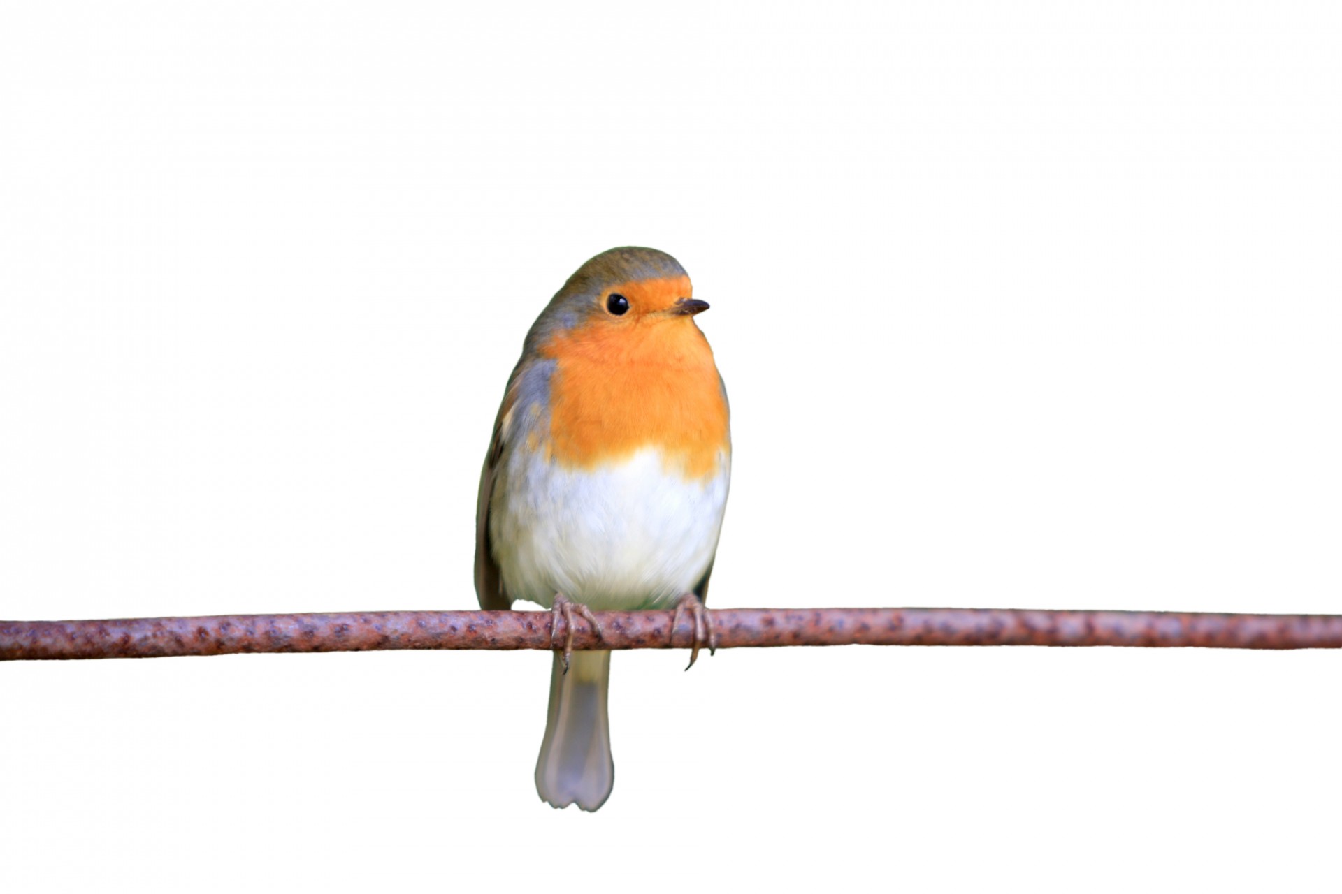 Robin Bird Isolated Background