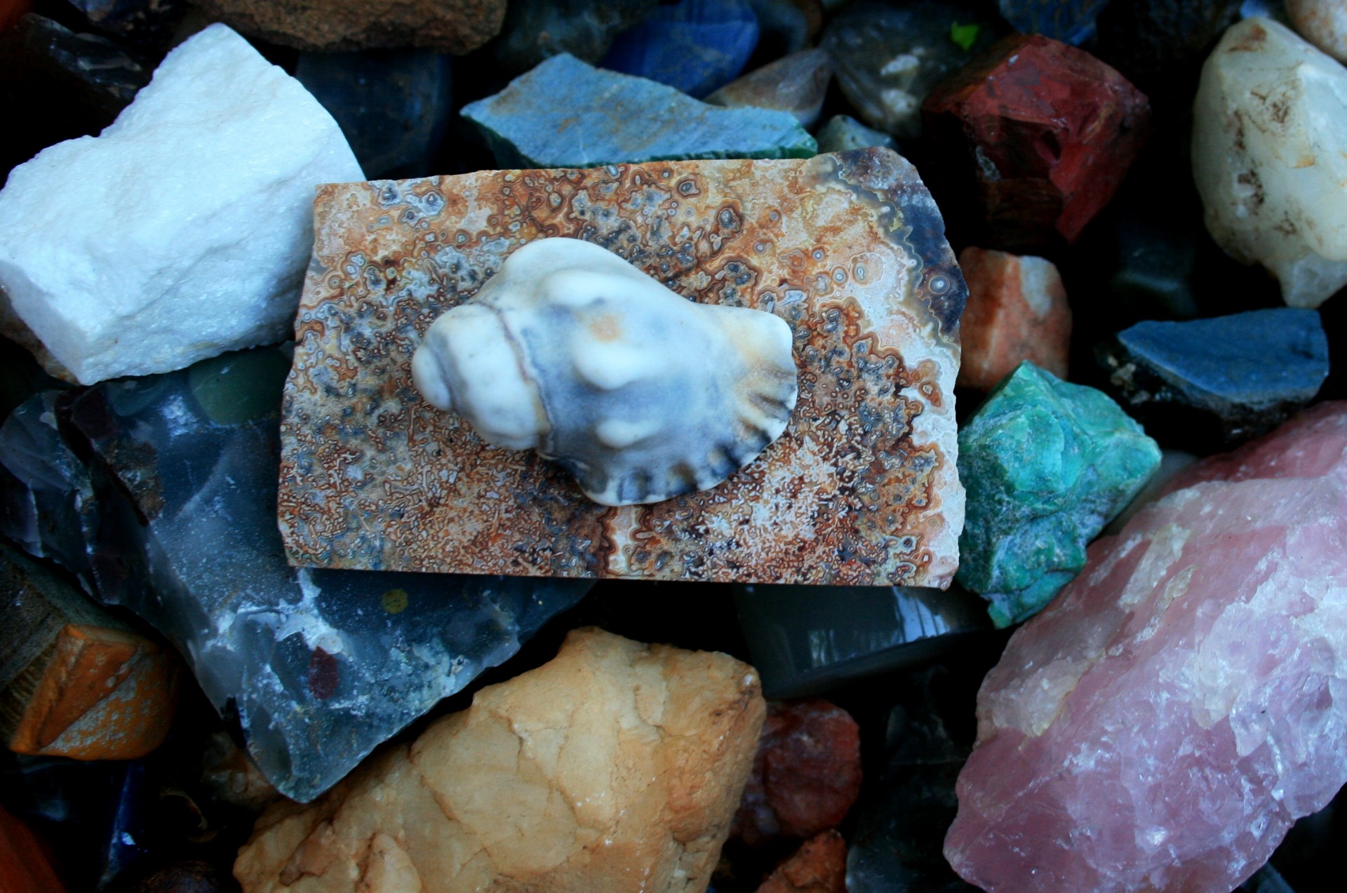 Shell And Stones