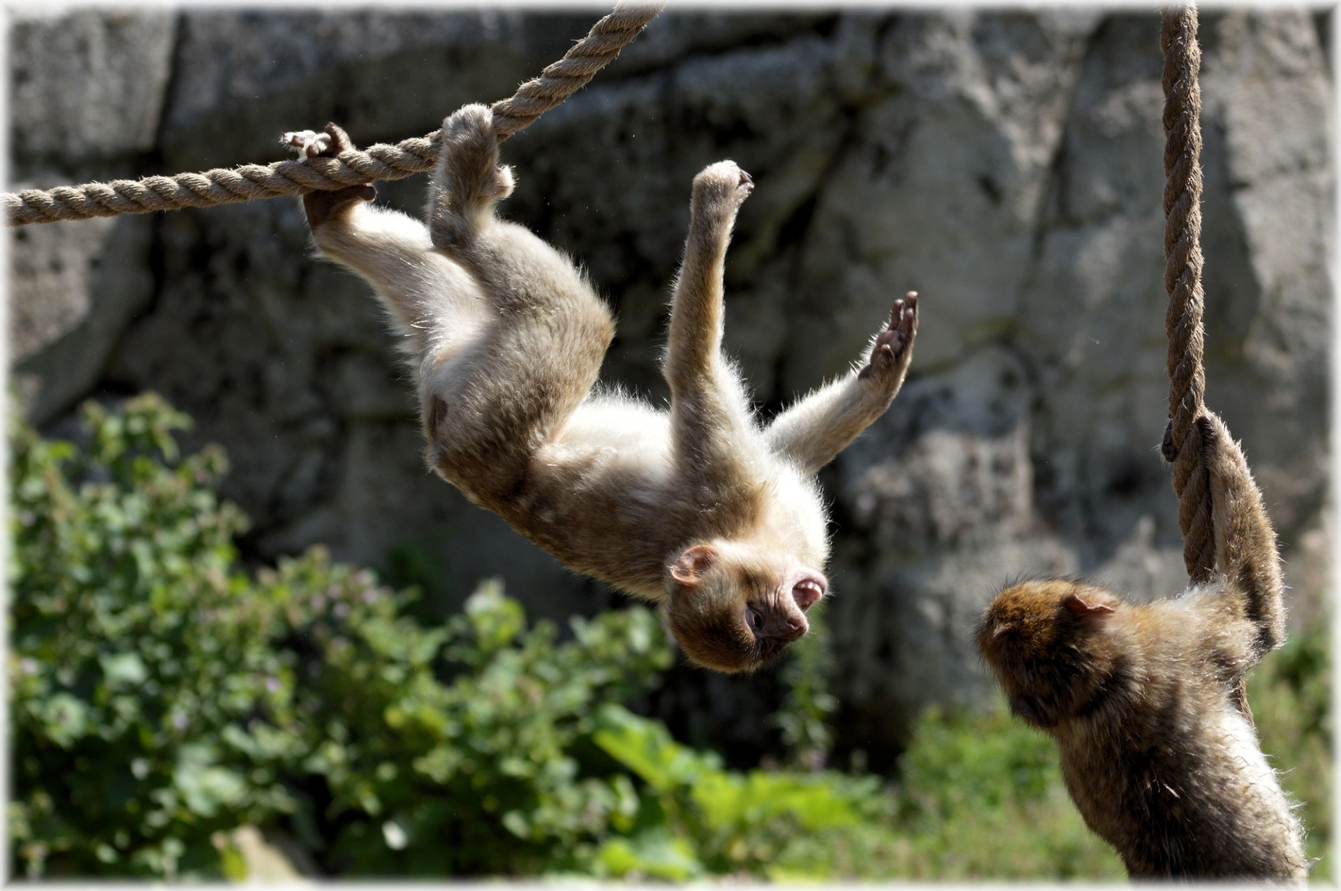 Playing Barbary Macaques