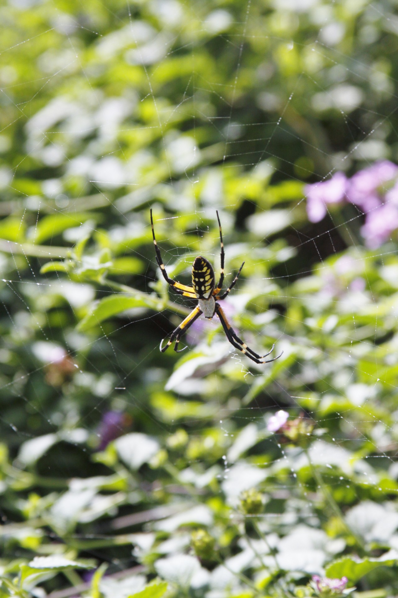 Black, yellow & orange spider on bush