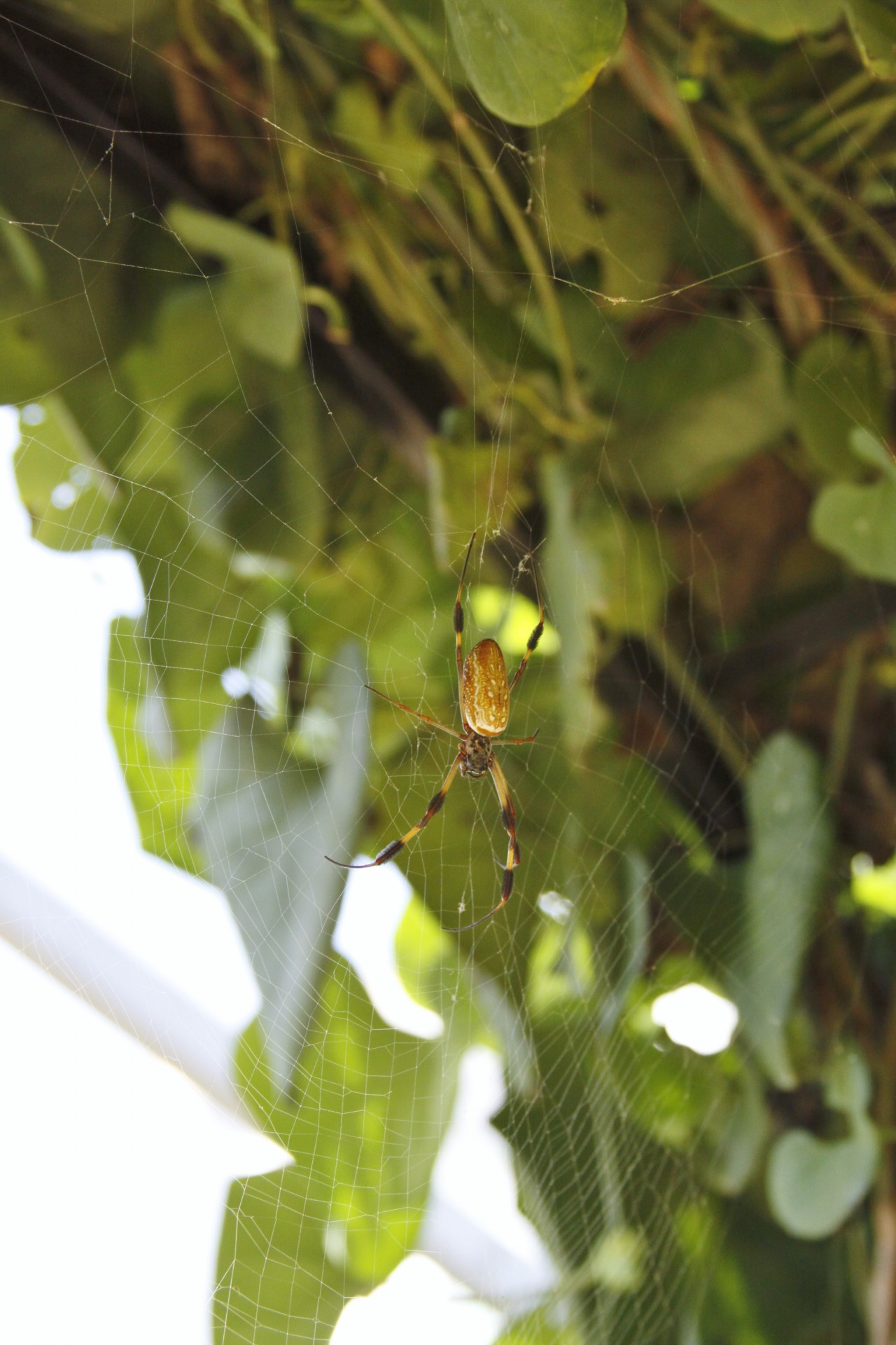 Orange, black and yellow spider on a web