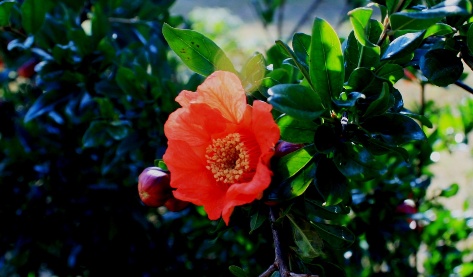 Splendid Pomegranate Flower