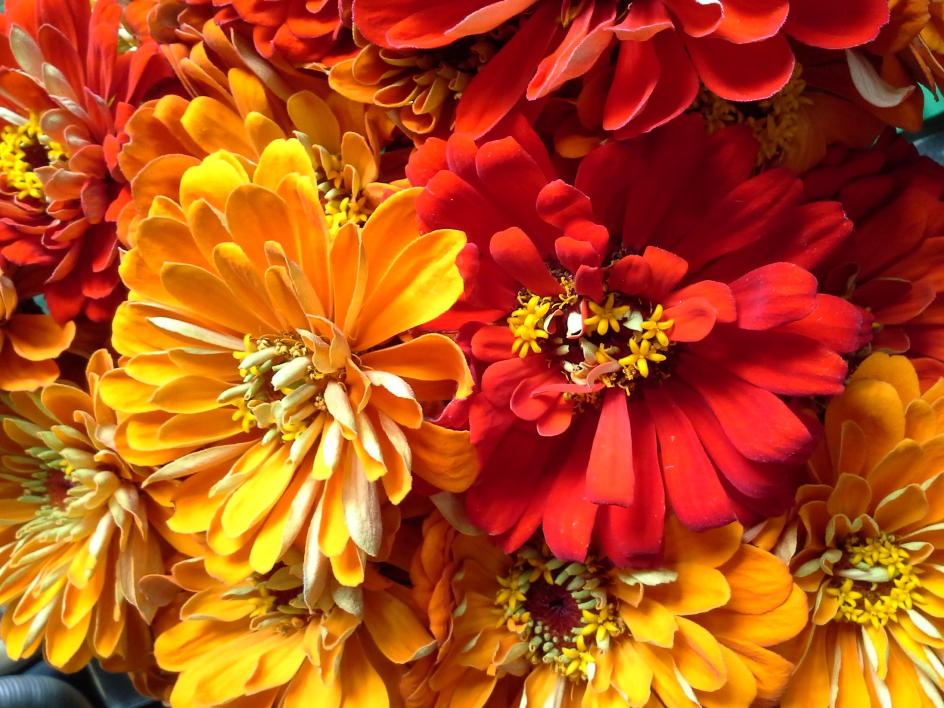 Late summer flowers in two shades of orange