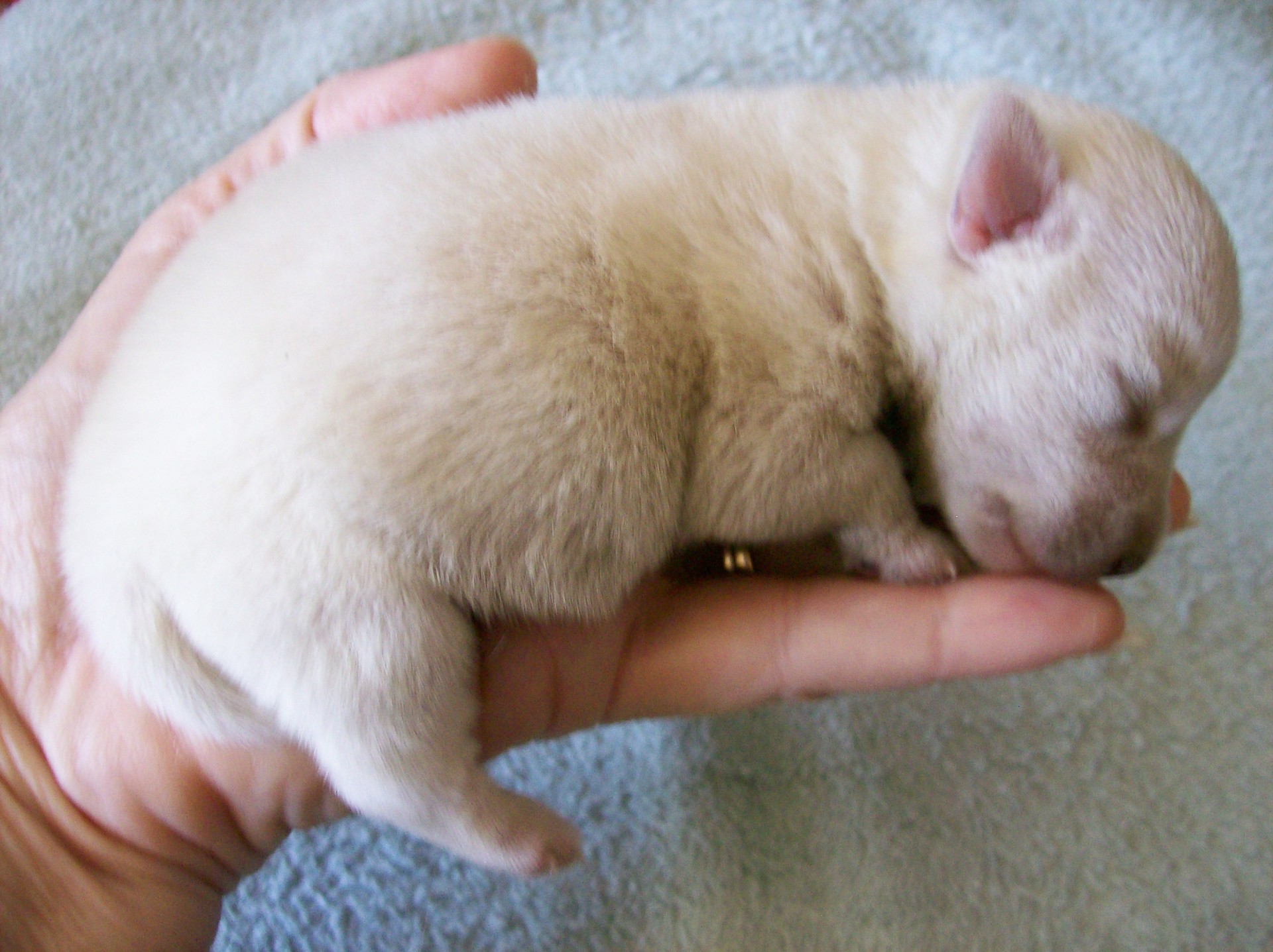 Newborn Puppy in Hand