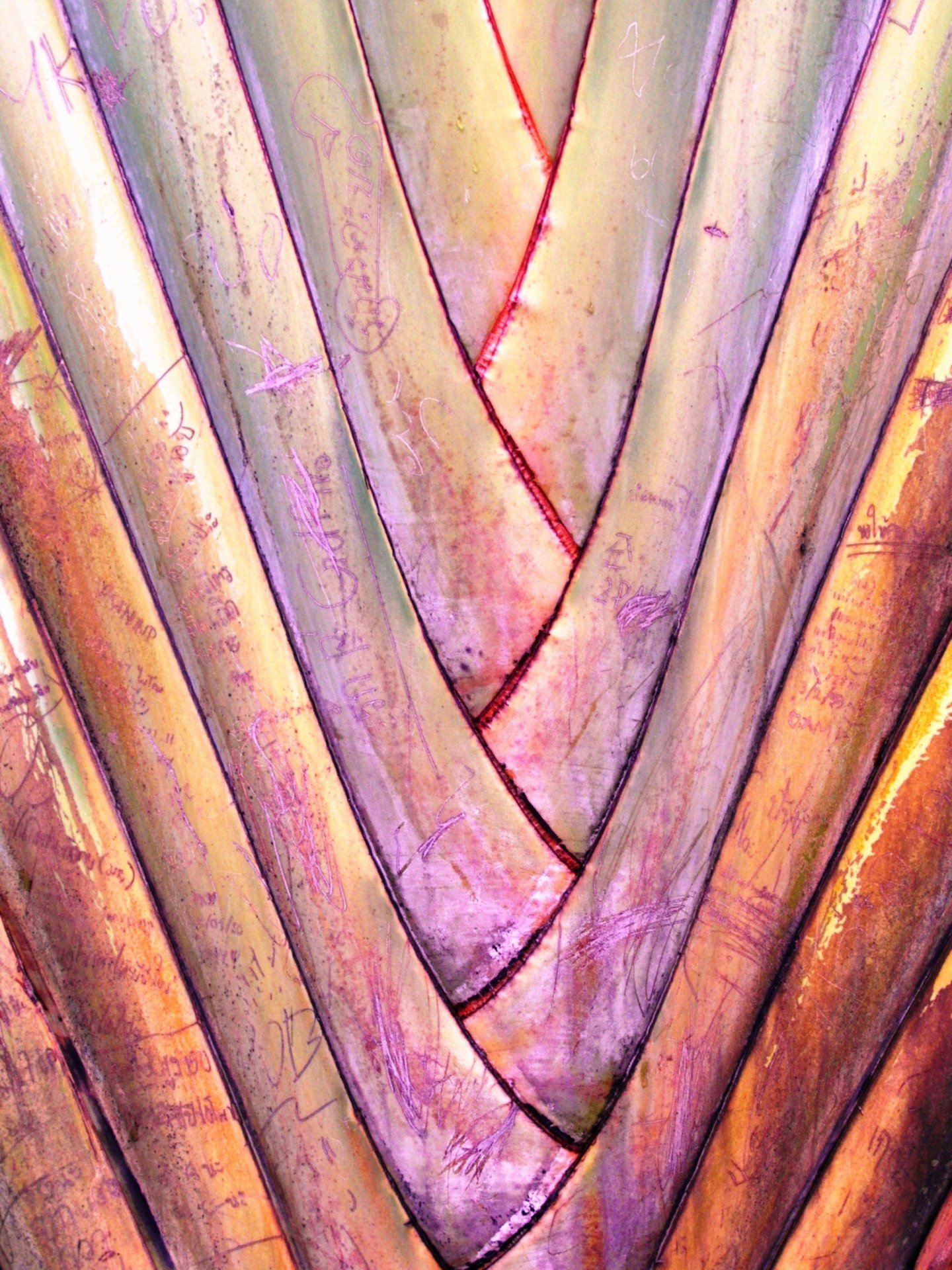 Pattern from leaves of a Traveller's palm