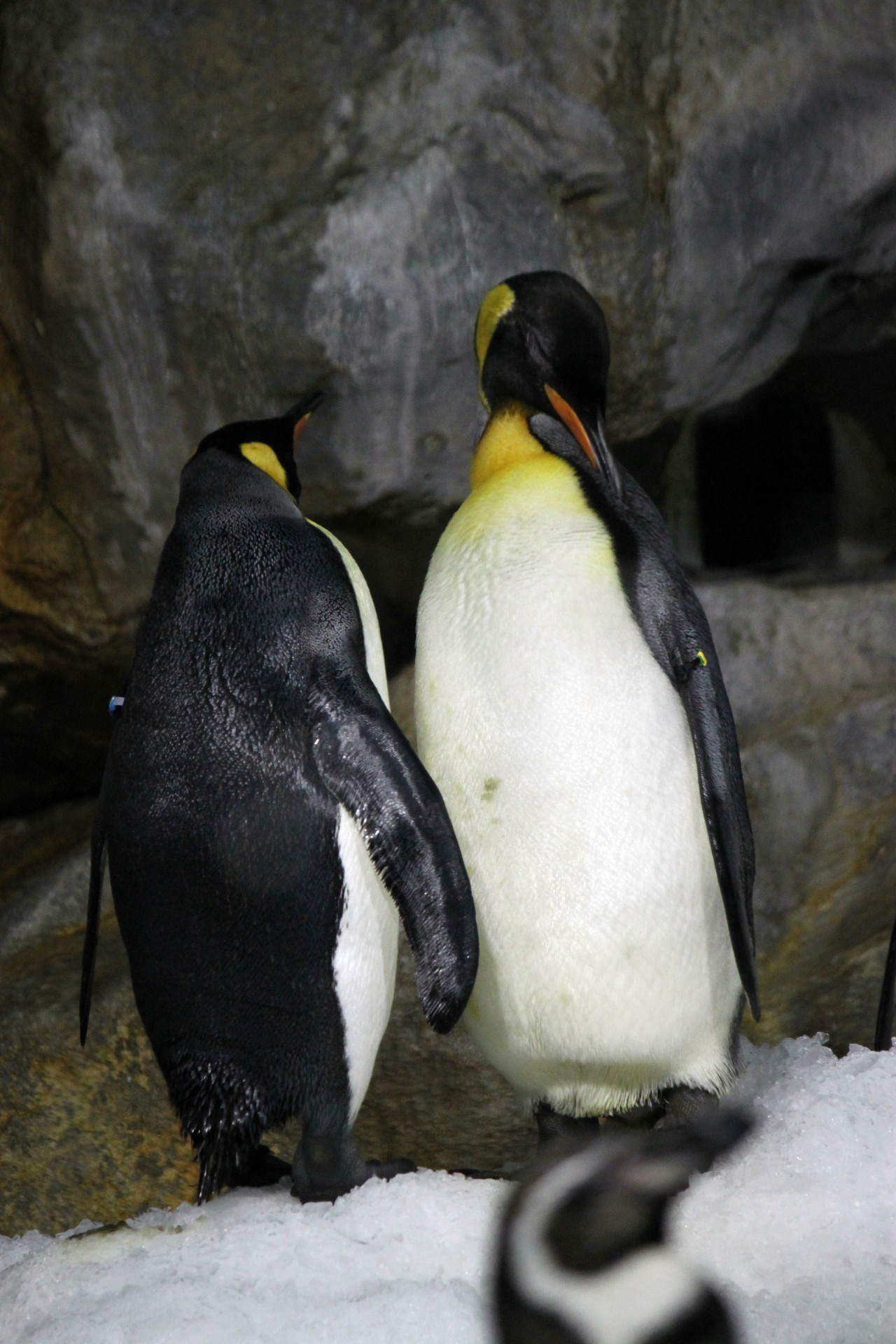 two-emperor-penguin-hugging-free-stock-photo-public-domain-pictures
