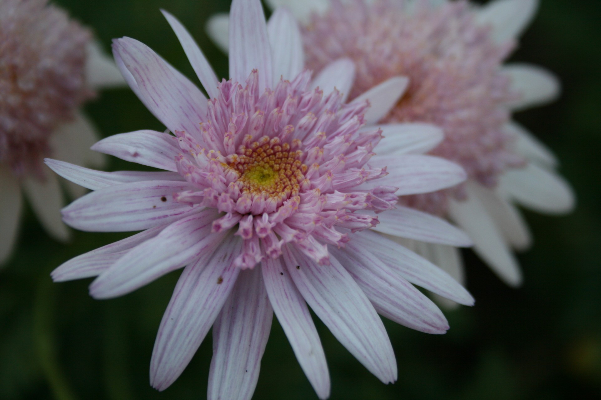 daisies in a light pink in the spring garden
