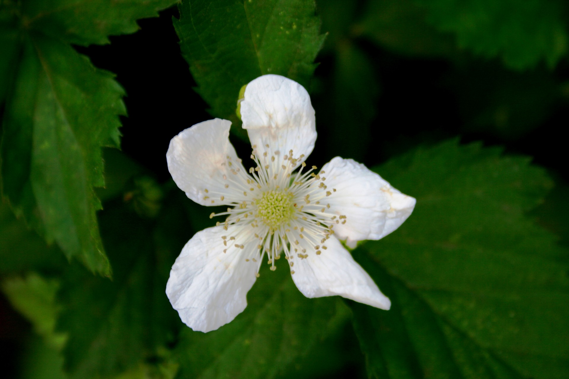 White Bramble Flower