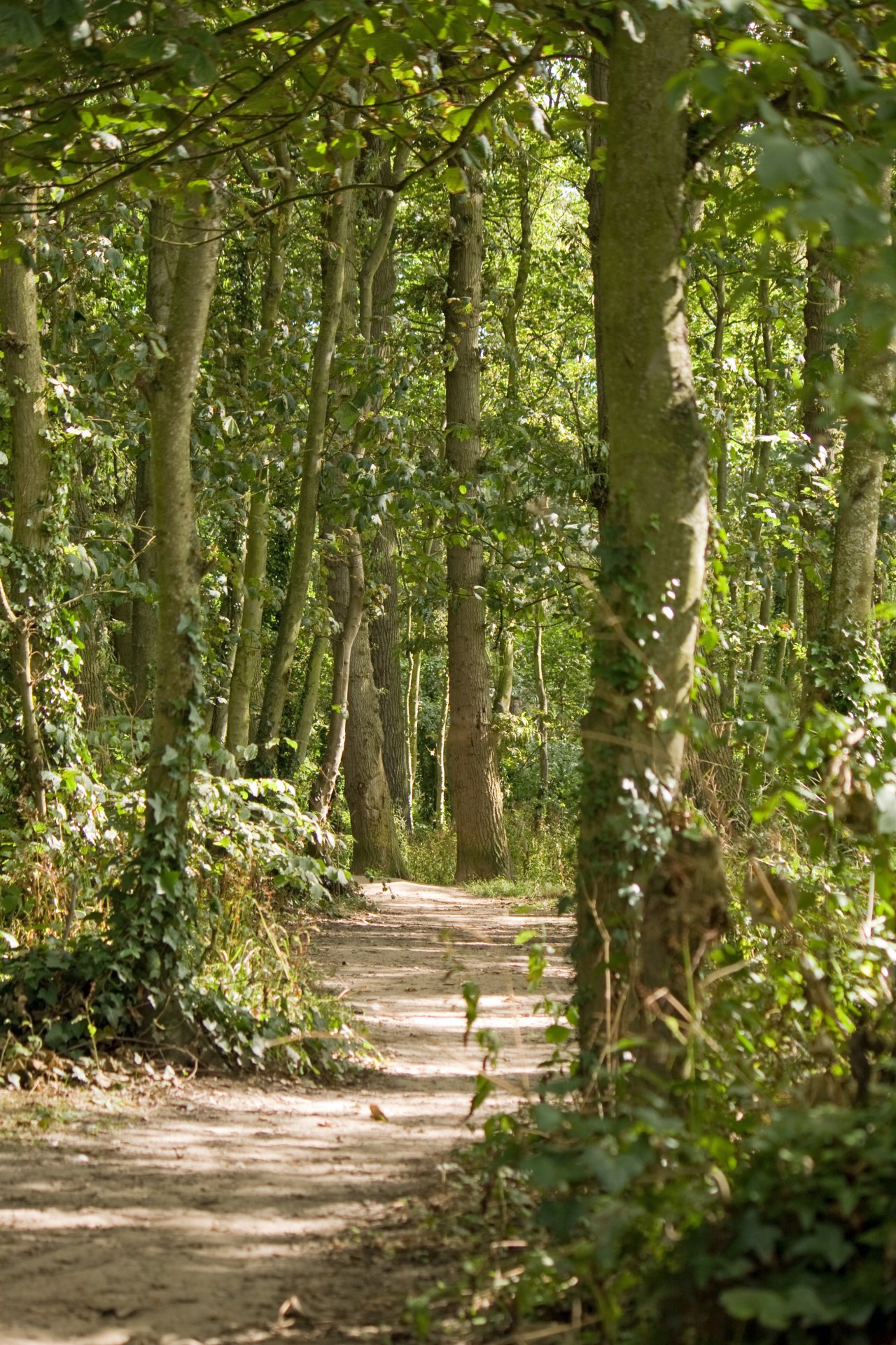 Sunlit woodland trail walk through the trees