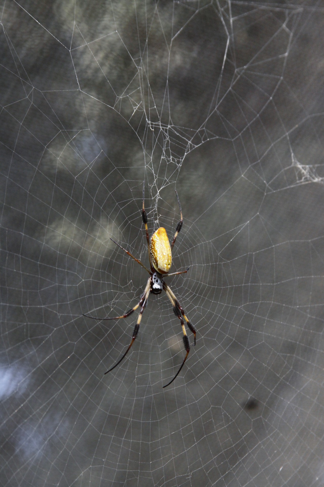 Yellow & Black Spider On A Web
