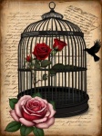 Birds Red And Pink Roses Postcard