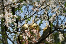 Blossoms In Spring With Golden Dome