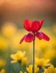 Flowers Tulip Blossom Nature
