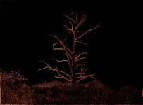 Glowing Tree Against Black Backdrop