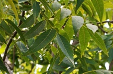 Green Pecan Nut Leaves