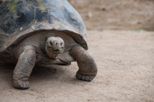 Huge Tortoise Turtle Photograph