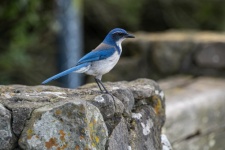 Photograph Of A Scrub Jay Blue Bird