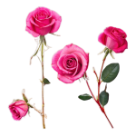 Isolated Pink Roses