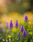 Purple Flowers Meadow Nature