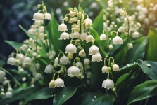 Lily Of The Valley Close-Up