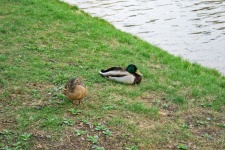 Mallard Duck Pair On Bank Of River