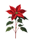 Poinsettia Christmas Star Clipart