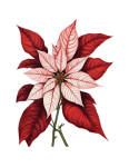 Poinsettia Christmas Star Clipart