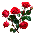 Vibrant Red Roses