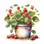 Watercolor Strawberry In The Pot