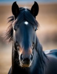 Black Horse Animal Portrait