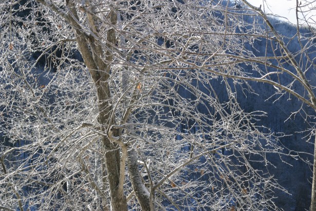 Ice On Tree Branches Free Stock Photo - Public Domain Pictures