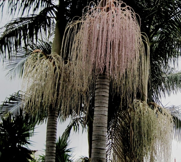 Palm Fronds Free Stock Photo - Public Domain Pictures