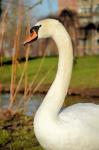 A Proud Swan