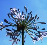 Agapanthus Against The Sky