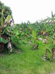 Banana Tree Plant Field