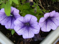 Beautiful Purple Blue Flowers