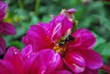 Bee On A Magenta Flower