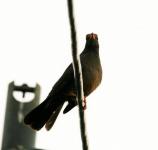 Bird On Overhead Cable
