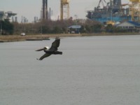 Bird Over Water