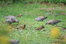 Birds Feeding In Garden