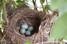 Birds Nest 4 Eggs