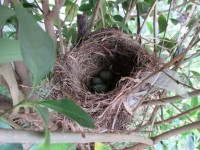 Birds Nest Eggs