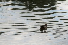 Black Bird On Water Pond
