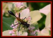 Black Hornet On White Flower