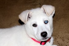 Blue And Brown Eyed Puppy 3