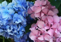 Blue And Pink Hydrangea