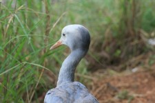 Blue Crane In Sanctuary
