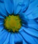Blue Daisy Flowers Macro