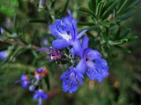 Blue Rosemary Flowers