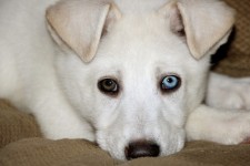 Brown And Blue Eyed Puppy 1
